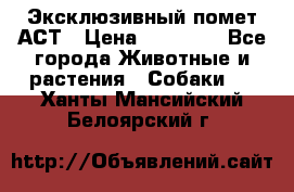 Эксклюзивный помет АСТ › Цена ­ 30 000 - Все города Животные и растения » Собаки   . Ханты-Мансийский,Белоярский г.